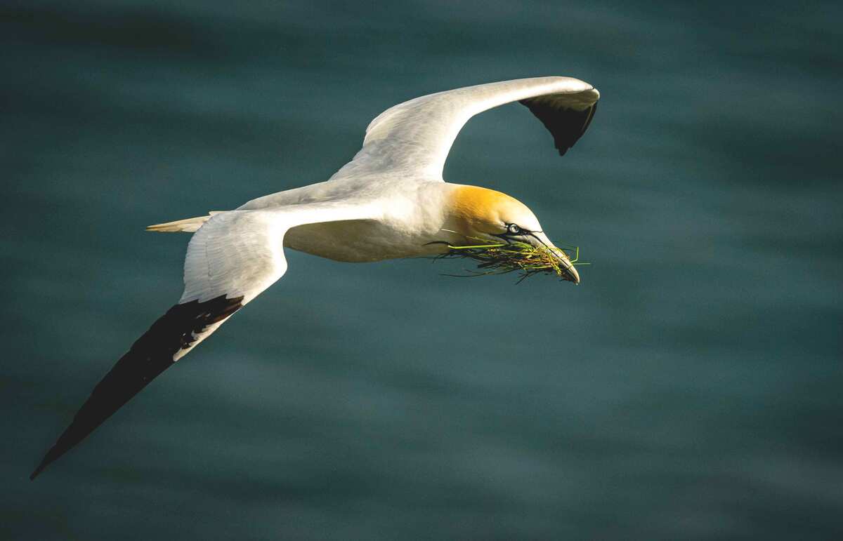 Gannets in Flight